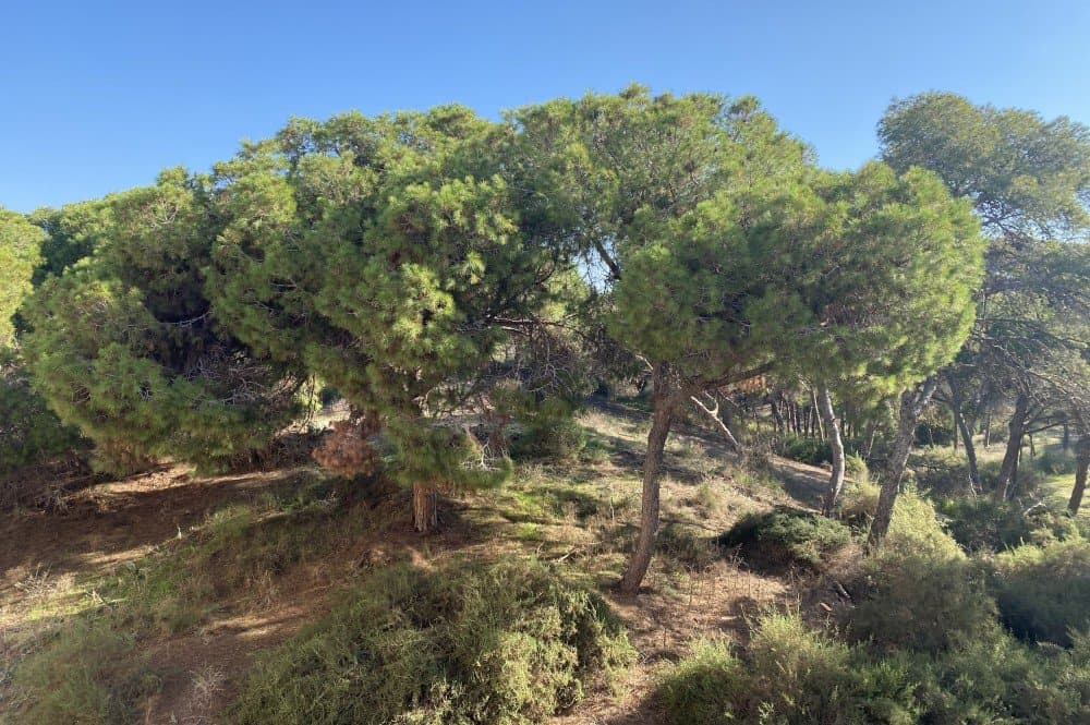 2 bed Middle Floor Apartment in Guardamar del Segura - 8