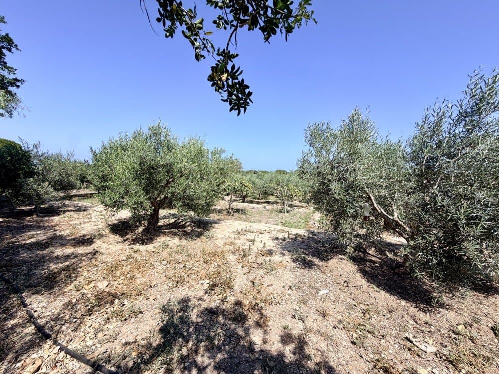 Finca - Cortijo met 5 slaapkamers in La Marina - 7