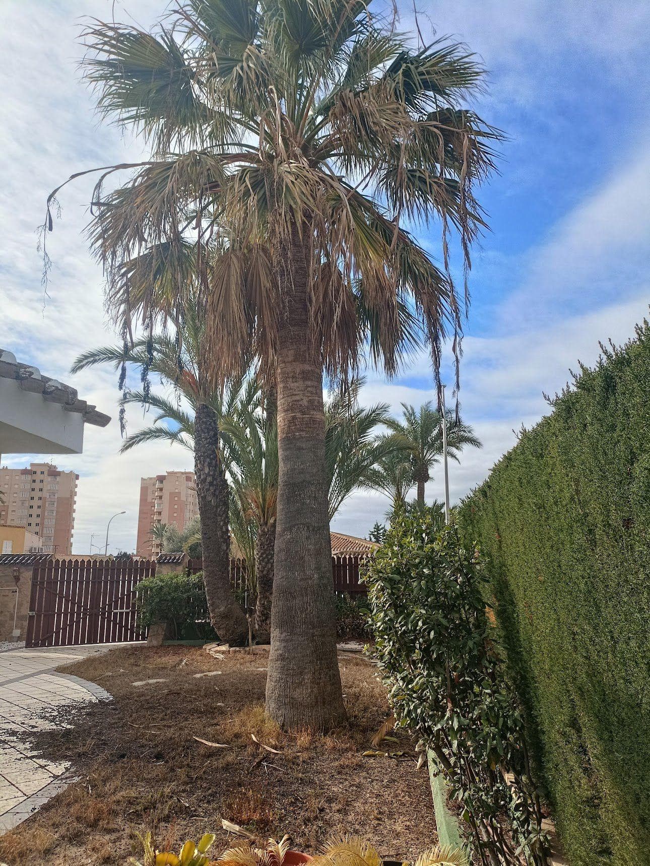 Villa - Chalet de 4 dormitorios en Orihuela Costa - 26