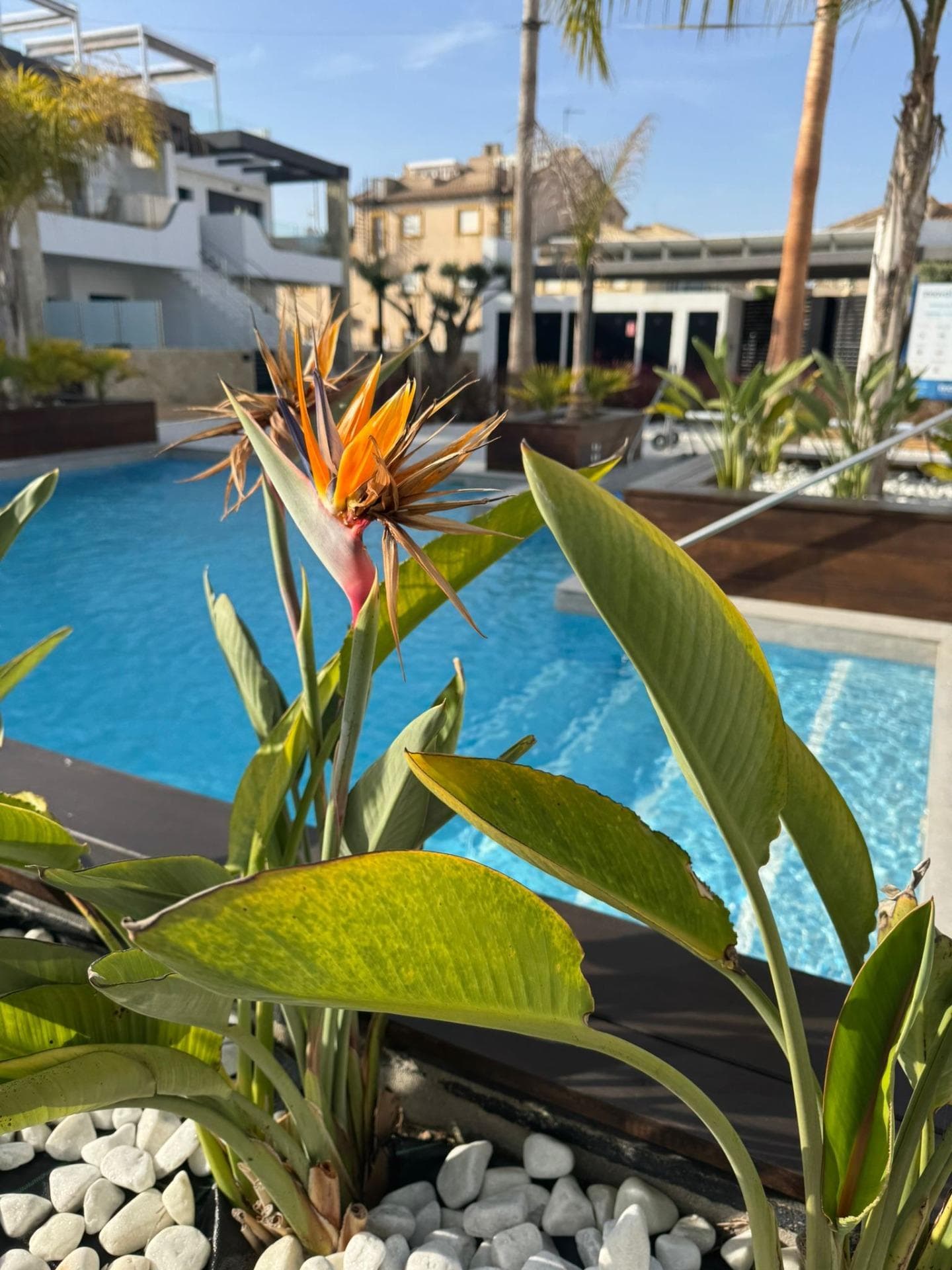 Apartamento Planta Media de 3 dormitorios en Orihuela Costa - 40