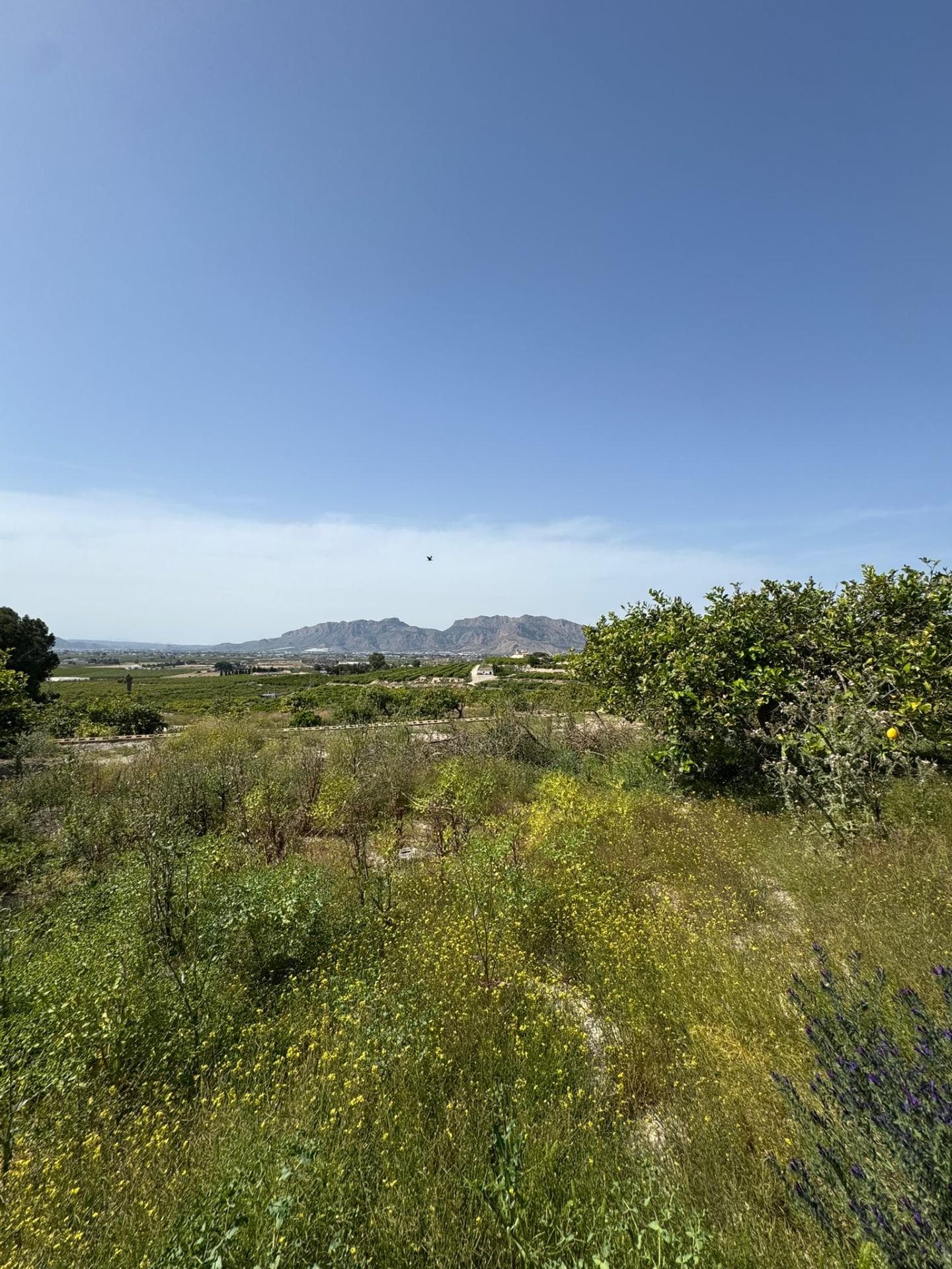 Finca - Cortijo met 1 slaapkamers in Orihuela - 17