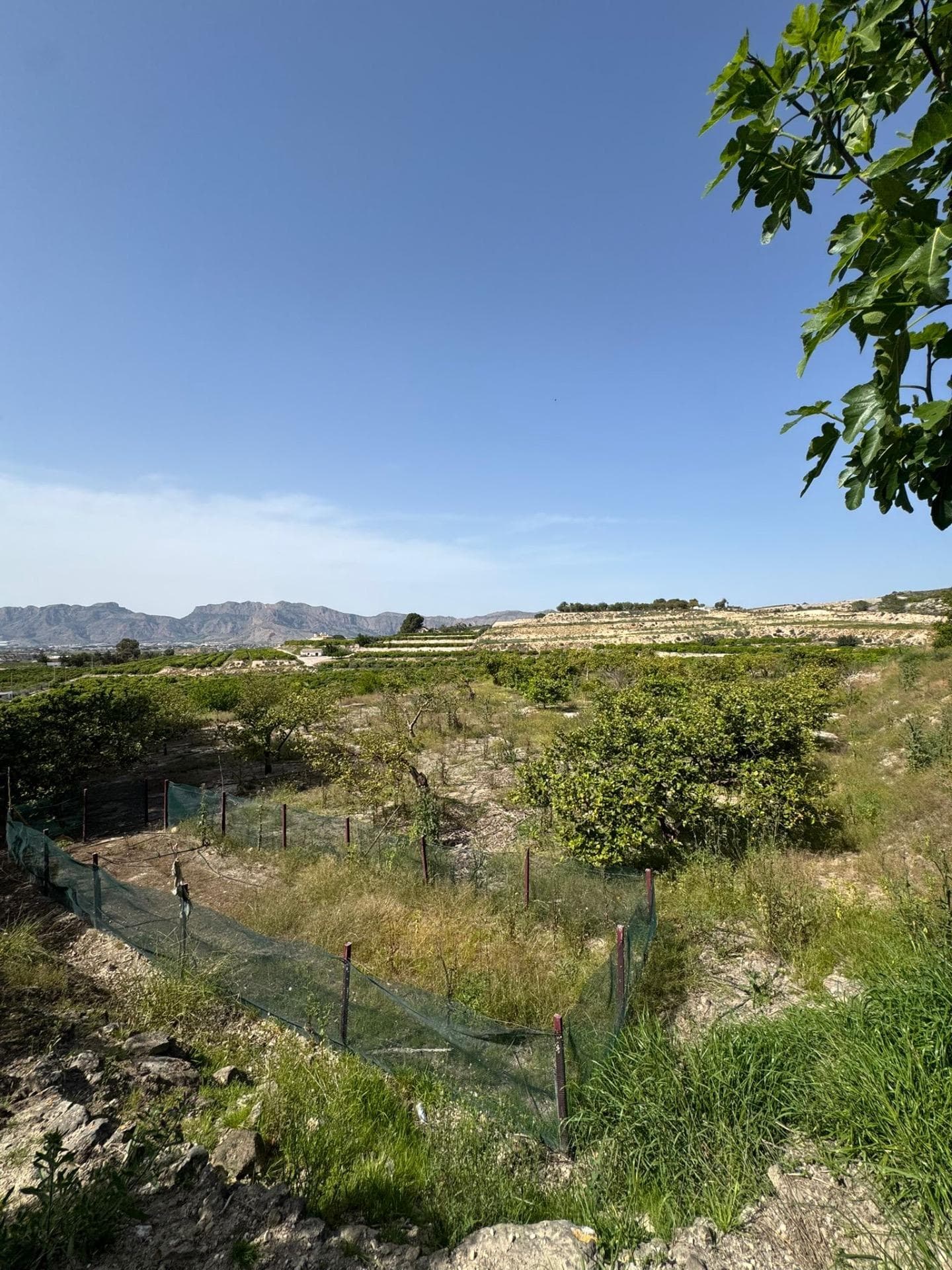 Finca - Cortijo met 1 slaapkamers in Orihuela - 18