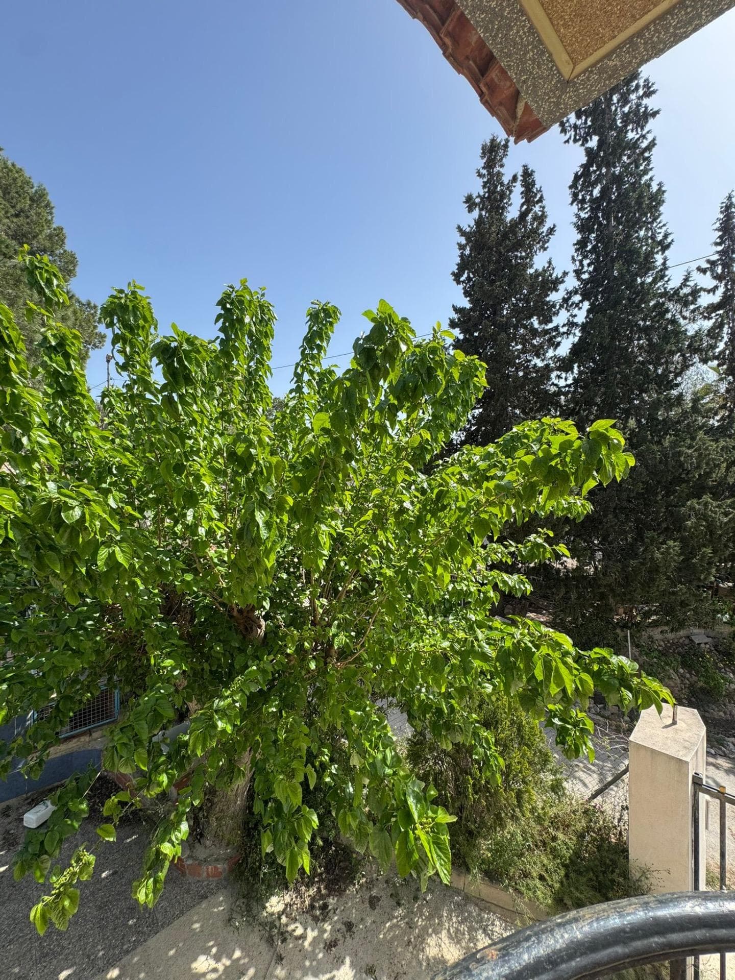 Finca - Cortijo met 1 slaapkamers in Orihuela - 25