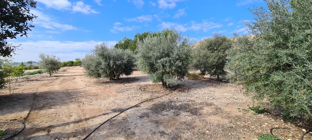 Vrijstaande Villa met 3 slaapkamers in Orihuela - 43