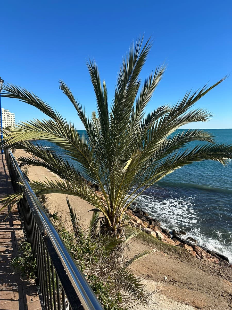 Apartamento Planta Media de 2 dormitorios en Punta Prima - 29