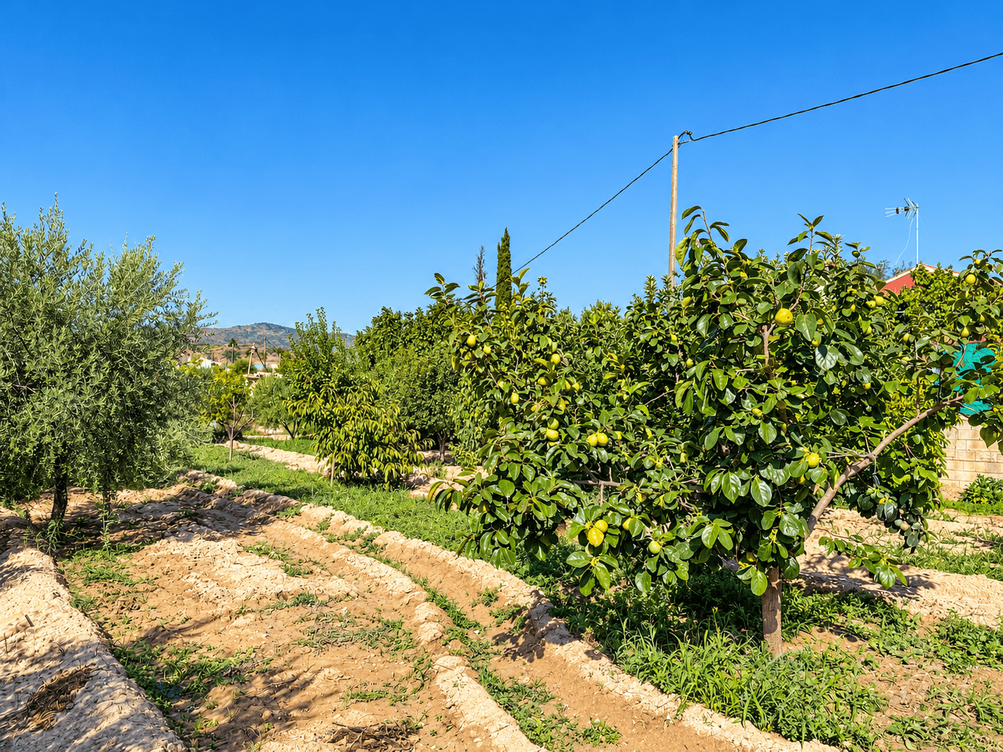 3 bed Villa in Cehegin - 5