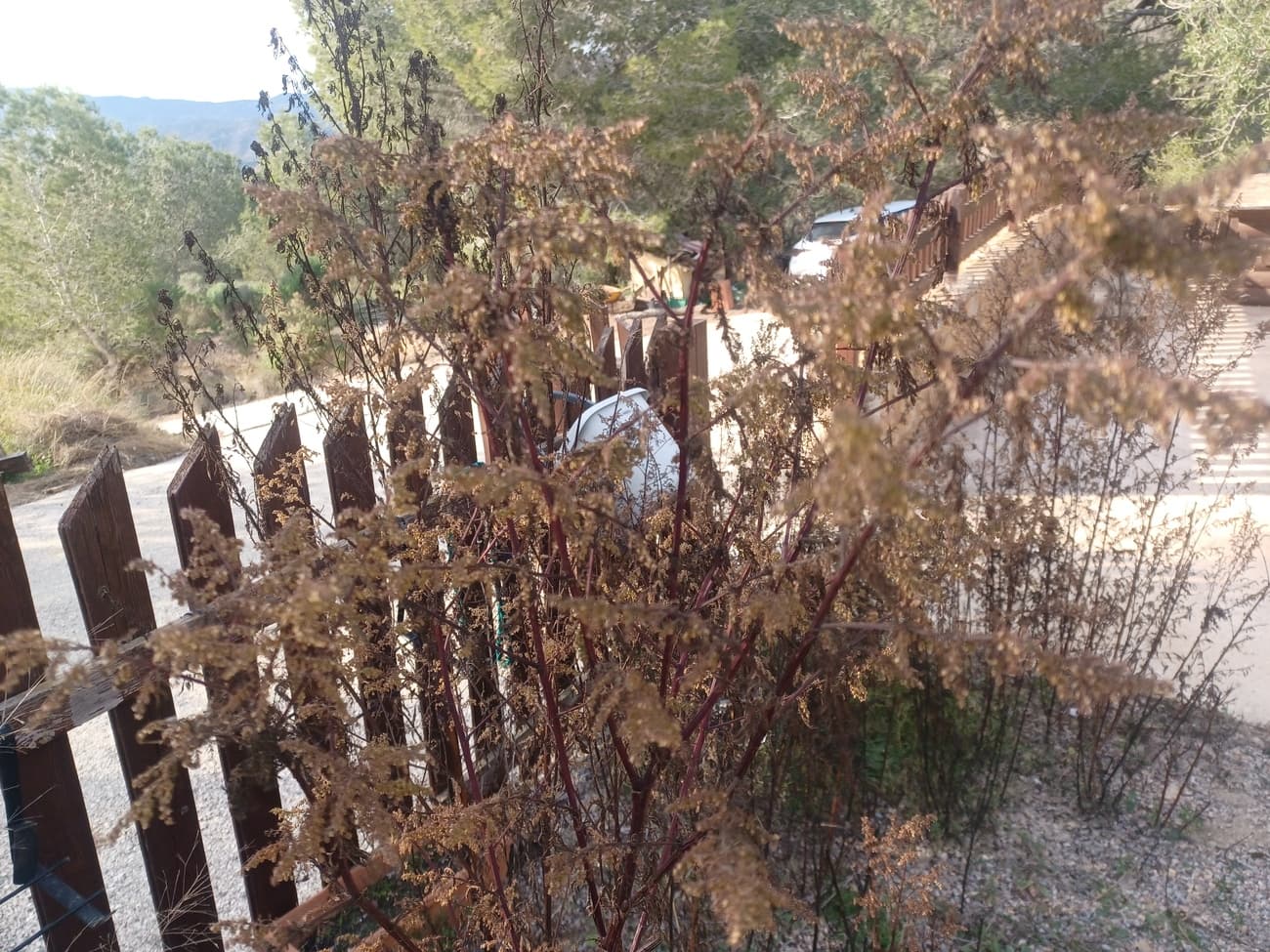 Finca - Cortijo de 3 dormitorios en Gea y Truyols - 21