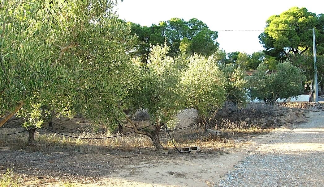 1 bed Finca - Cortijo in Gea y Truyols