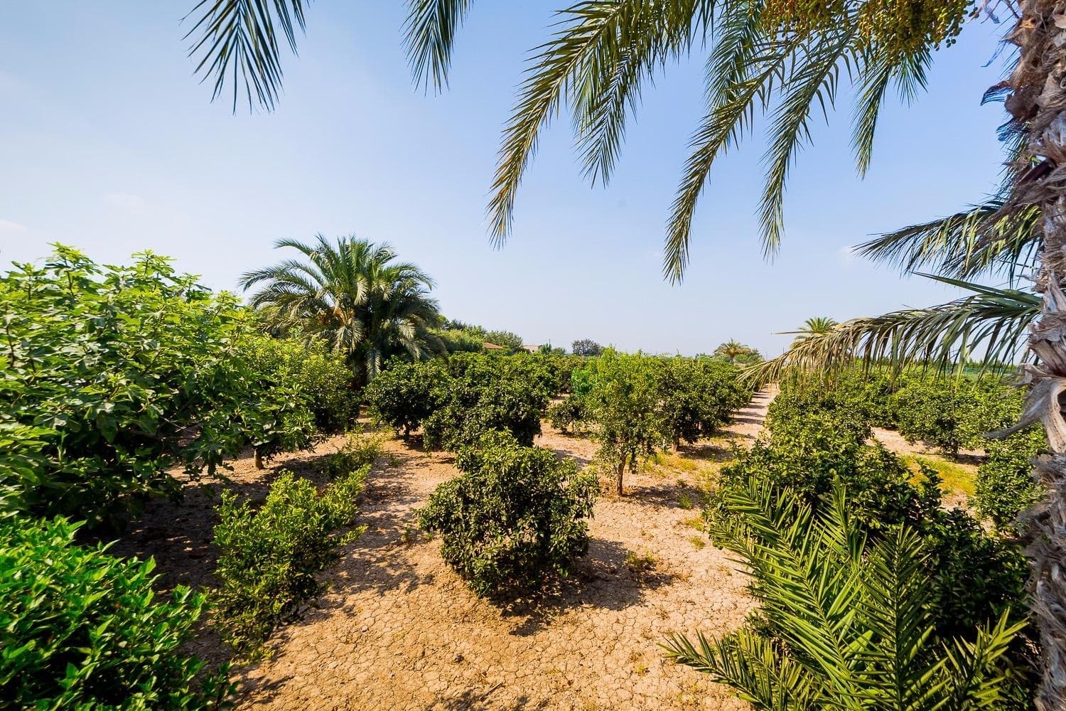 Finca - Cortijo met 5 slaapkamers in Almoradi - 22